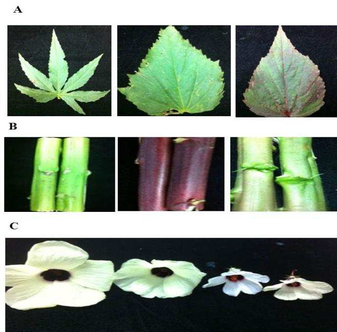 Morphological and silage profile of kenaf cultivars