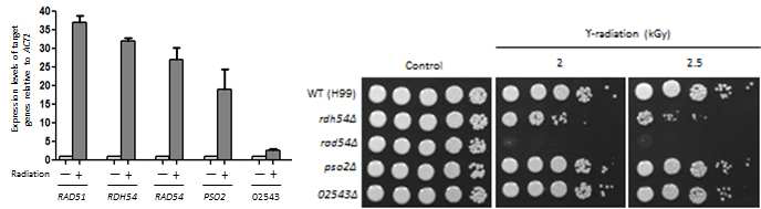 방사선에 대한 DNA 손상 관련 유전자의 발현 패턴 변화(좌)와 변이균주 제조를 통한 방사선 저항성 테스트(우)