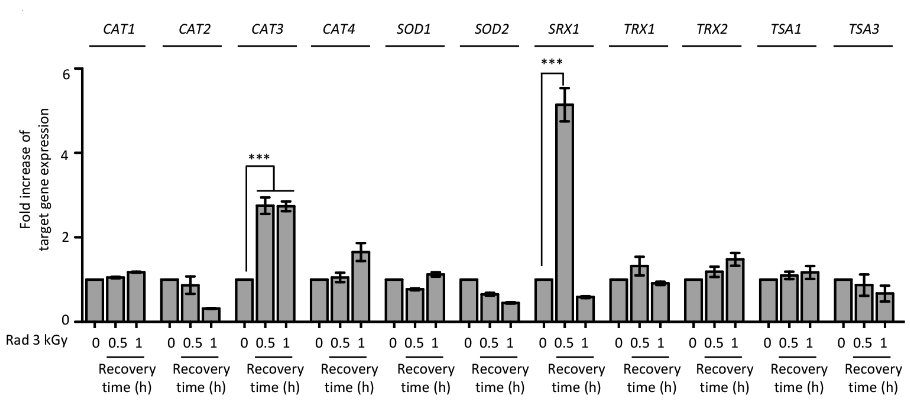 방사선 조사에 따른 산화적 스트레스 관련 유전자들의 발현 패턴 변화