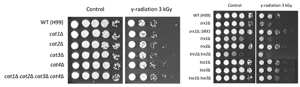 Catalase 변이균주의 방사선 저항성 테스트(좌)와 Sulphiredoxin, thioredoxin, peroxiredoxin의 방사선 저항성 기능