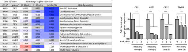 방사선 조사에 따른 ergosterol 합성 유전자들의 발현 패턴 변화(좌: 전사체 분석, 우: qRT-PCR 분석)