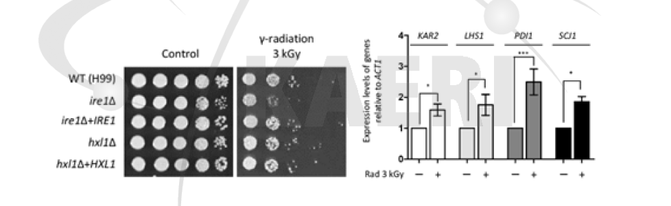 UPR 신호전달경로의 방사선 저항성 기능(좌) 및 UPR 신호전달경로 의존적 샤페론 유전자의 발현 변화(우)