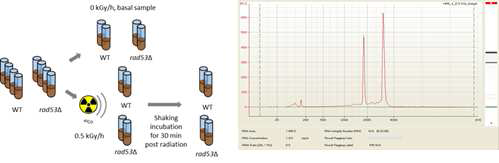 RAD53 변이 균주를 이용한 방사선 반응 전사체 확보 방법(좌) 및 전사체 분석을 위한 total RNA의 quality check(우)