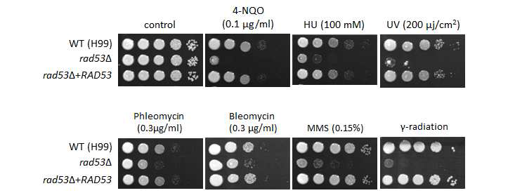 RAD53의 방사선 및 DNA 손상 스트레스 기능 규명