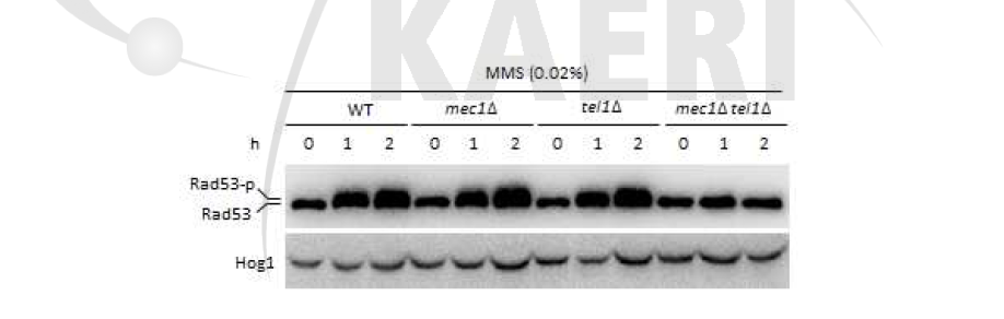 Mec1과 Tel1 인산화 효소를 통한 Rad53 단백질의 인산화