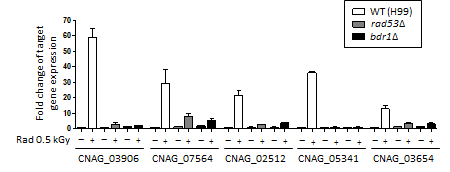 Rad53 하위 유전자의 발현 변화