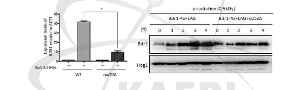 RAD53 변이균주에서의 BDR1 유전자의 발현 변화(좌) 및 단백질 생성 변화(우)