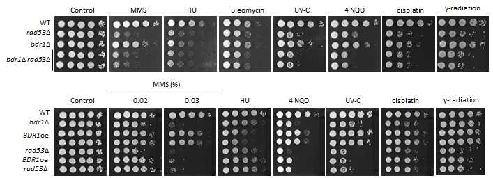 RAD53 BDR1 이중 변이 균주(상) 및 BDR1 과발현 균주 제조(하)를 통한 Rad53와 Bdr1 단백질간의 epistatic analysis