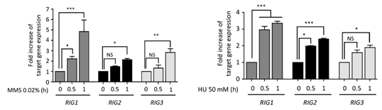 DNA 손상 스트레스 조건에서의 RIG1, RIG2, RIG3 유전자의 발현 변화(좌: MMS, 우: HU)