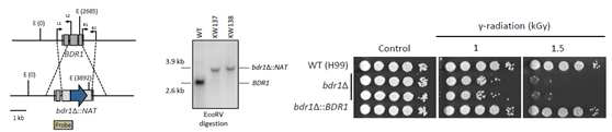 BDR1(CNAG_02589) 변이 균주의 제조(좌) 및 방사선 저항성 테스트(우)