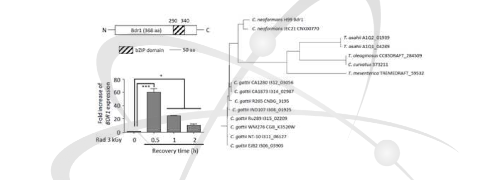 BDR1 유전자 구조 및 방사선 조사에 따른 발현량 변화(좌) 및 BDR1 상동성 유전자간의 계통학적 분석(우)