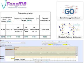 Cryptococcus 공개 DB (FungiDB)