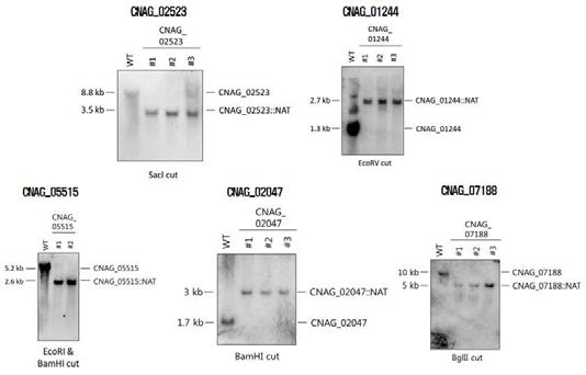 RAD-NET 예측 유전자의 항진균제 반응 테스트를 위한 균주 제조
