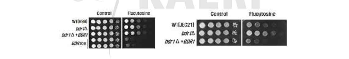 bdr1 변이균주의 플루사이토신 저항성 테스트(좌: 항혈청 A형, 우: 항혈청 D형)