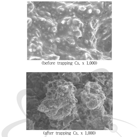 석탄회필터의 세슘 포집 전·후 SEM 사진