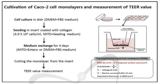 Caco-2 cells 활용한 세포단층막 2D모델 구축