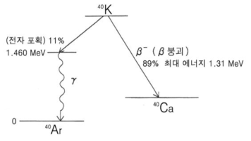 K-40 의 방사성 붕괴도