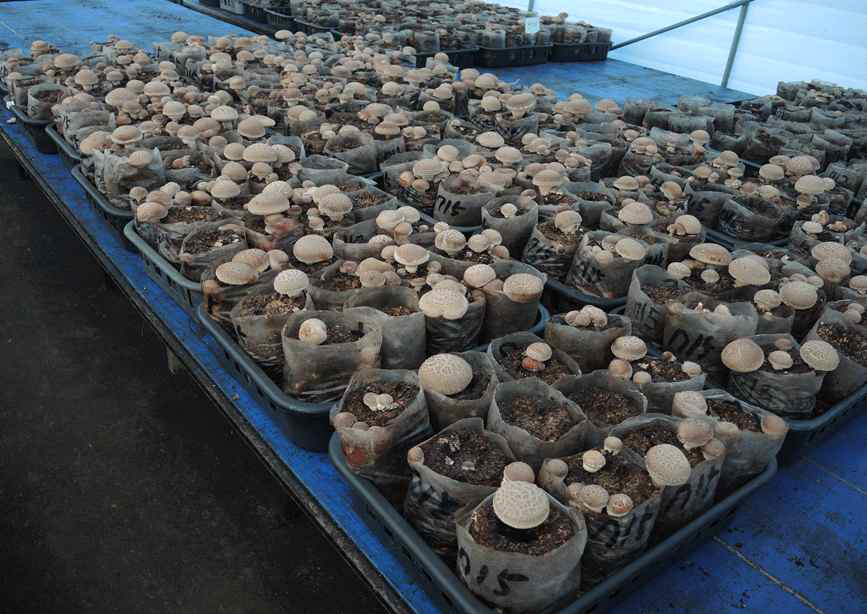산조715호 버섯발생
