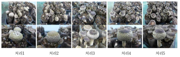 습도변화에 따른 표고버섯 품질변화
