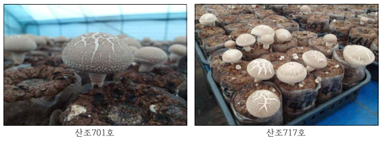 스마트 생육관리에 모듈제어에 의한 버섯모습