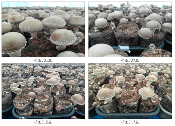 스마트 생육관리에 모듈제어에 의한 버섯모습