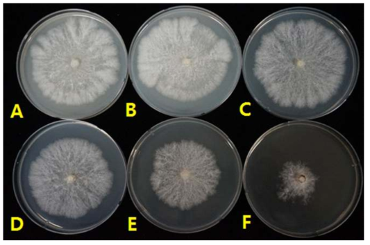 Mycelial growth of W. cocos KFRI 1107 on PDA for 4 days at different pH A: 4, B: 5, C: 6, D: 7, E: 8, F: 9