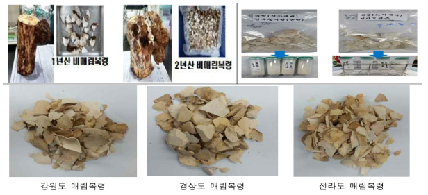 Gross morphology of Poria cocos cultivated in Landfill of Gangwondo, Gyeongsangdos and Jonrado