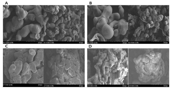 Scanning electron microscopy (SEM) images of pulverized Poria cocos (A) facility cultivation 1 year, (B) facility cultivation 2 year, (C) Landfill cultivation 1 year and (D) Landfill cultivation 2 year