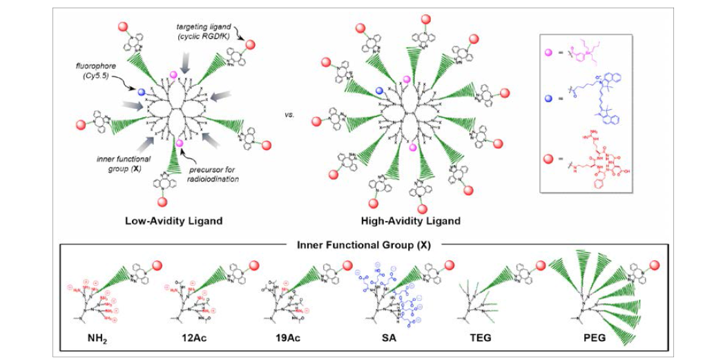 효과적인 tumor targeting을 위해 nanoprobe의 PEG 표면을 체계적 비교를 통해 최적화하고자 본 연구에서 사용한 화합물의 개요도.