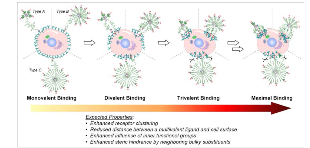 Tumor targeting을 위해 본 연구에서 사용된 multivalent ligand는 PEG density에 따라 위의 3가지 형태(type A, B, and C)로 분류되며, 전체가 PEG으로 된 기존의 type C의 경우, ligand의 binding에 주변의 긴 PEG chain(또는 receptor와 binding하지 못한 free ligand가 붙은 PEG moiety)의 steric hindrance가 상대적으로 강하여 multivalent binding이 원활하지 못할 것으로 예상됨.