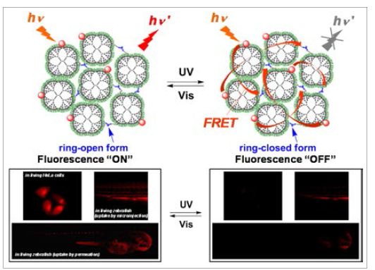 생체적합 표면병형이 된 덴드리머 나노클러스터 기반 가역적 형광 스위치의 개요도(위) 및 이를 살아있는 세포 및 zebrafish에 주입한 후 성공적으로 실현한 형광 스위칭 결과(아래).