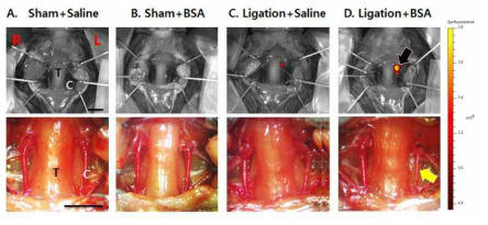 in vivo Cy5.5 형광 영상 (위)과 경동맥 사진(아래) (R: Right, L: Left, C: Carotid Artery, T: Trachea / scale bars=5mm)