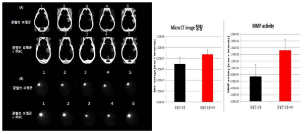 In vivo Micro CT(A), Ex vivo MMP-Cy5.5 activity(B) image와 각각의 정량 결과