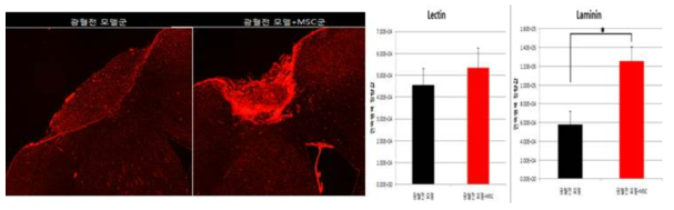 Laminin 면역 형광염색 사진과 Lectin과 Laminin 정량 결과