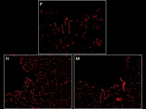 Laminin 면역 형광염색 사진