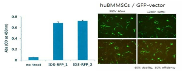 IDS발현 중간엽줄기세포에서 IDS발현량 측정