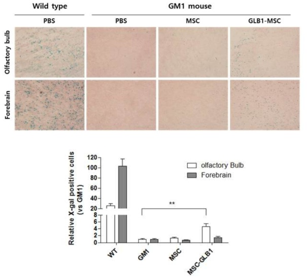 뇌조직에서 GLB1의 발현에 의한 b-gal 활성 비교