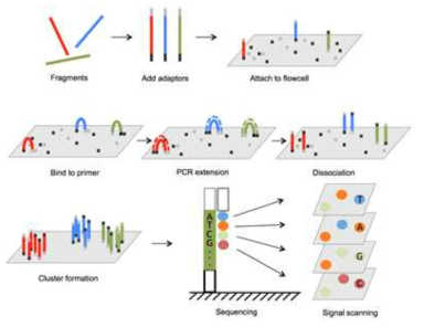 Whole exome sequencing & whole genome sequencing