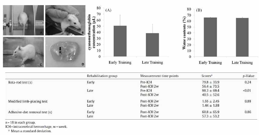 설치류 뇌졸중 모델의 신경행동학적 이상 분석
