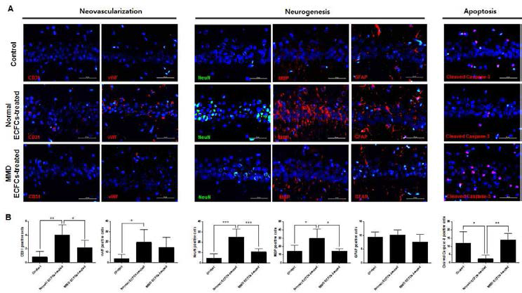 Hippocampal CA1 region에서 noraml ECFC 처리 그룹의 경우 neovasculogenesis 와 neurogenesis 증가 apoptosis 감소를 확인함