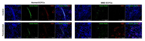 Tubule formation ability by panobinostat in vivo