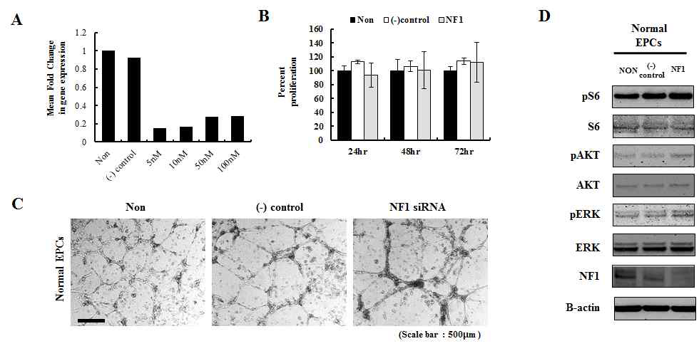 정상 혈관 내피전구세포에서 NF1을 효율적으로 knockdown시켰을 때 증식률은 변화 가 없었고 혈관형성 능력을 감소시킴