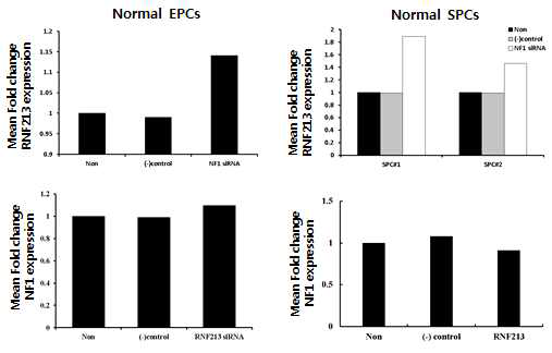 NF1 knockdown시 RNF213의 발현이 증가되지만 RNF213 knockdwon시 NF1의 발현에는 변화가 없음을 관찰함