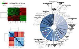 Differentially expressed gene (DEG) 분석을 통해 모야모야병 혈관내 피전구세포에서 p16이 key regulator임을 확인함