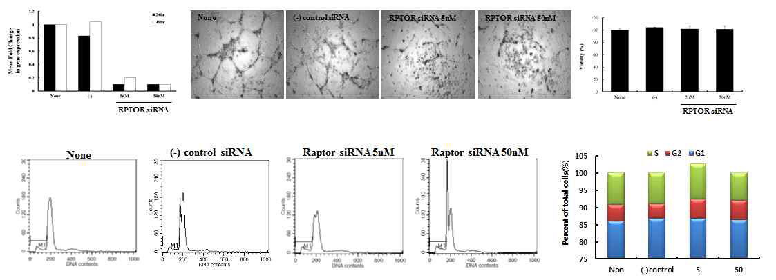 Raptor knockdown에 의한 정상 혈관내피전구 세포의 혈관 형성 능력 상실 및 세포 주기의 변화