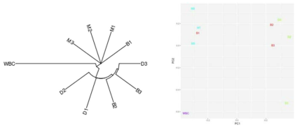 각 세포군간 Jaccard distance 모식도 (좌)와 PCA plot (우) 의미있는 mutation을 찾기 위해 우선 3개 세포군에서 모두 돌연변이가 확인된 유전자를 확보하였음