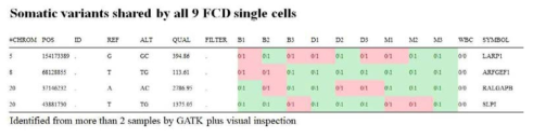 9개의 모든 FCD 단일 세포가 공유하는 체세포 변형체