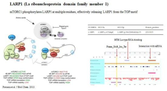 mTORC1과 LARP1