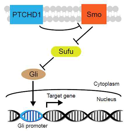 schematic figure of the function of PTCHD1