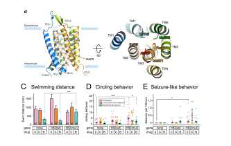 비전형 레트 증후군 환자에서 발견된 chromatin remodeling 유전자 돌연변이